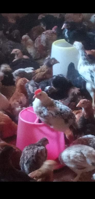 avstrolop cücələri: Toyuq cücələri, Damazlıq — 2