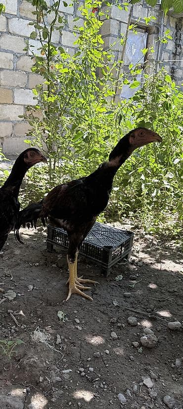 cücə və xoruz: Toyuq, Damazlıq, Ünvandan götürmə — 2