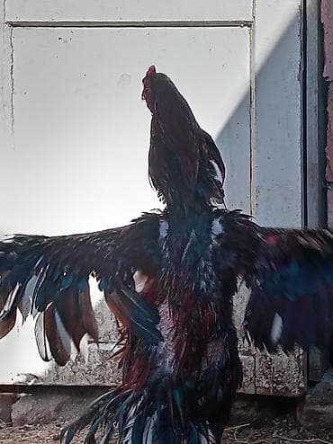 chappi it yemi: Xoruz, Heyratı, il: 1, Ünvandan götürmə — 2