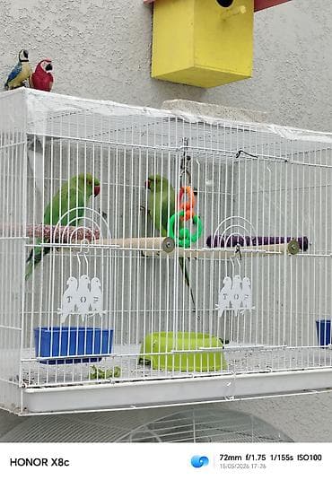 gencede heyvanlar: Təzə cute düşürlər sağlam baxımlı və iri quwlardi — 2