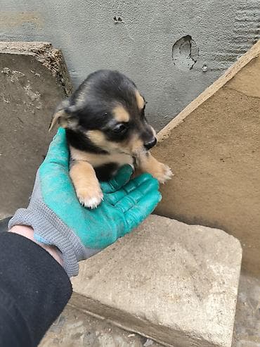 ağ afcarka: Zvonok, 2 ay, Erkek, Ünvandan götürmə — 5