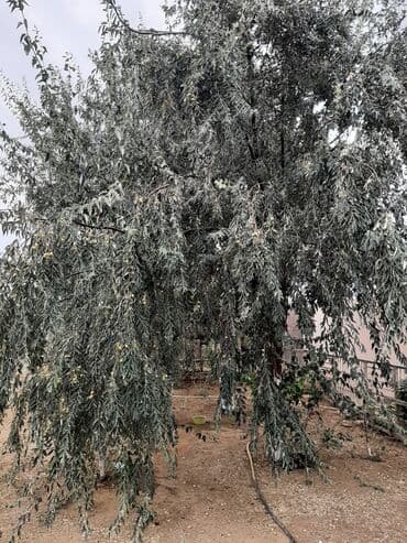 Букетные цветы: Salam.Əlairişirin iydə ağacları.Öz bağımdan.Ünvan Bilgəh.1ədəd 15 — 6