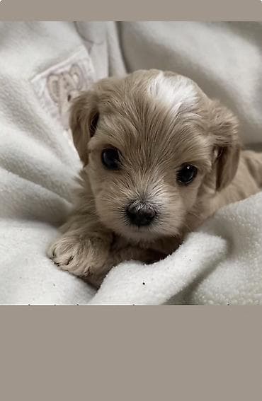 tap. az itler: Pudel, 2 ay, Erkek, Ödənişli çatdırılma — 5