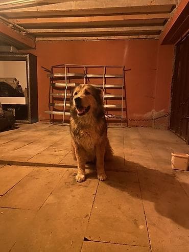sari pisik sekilleri: Tecili satılır kafqaz çoban iti 1 yaş 6 aylıqdı cidi alıcılar naraha — 1