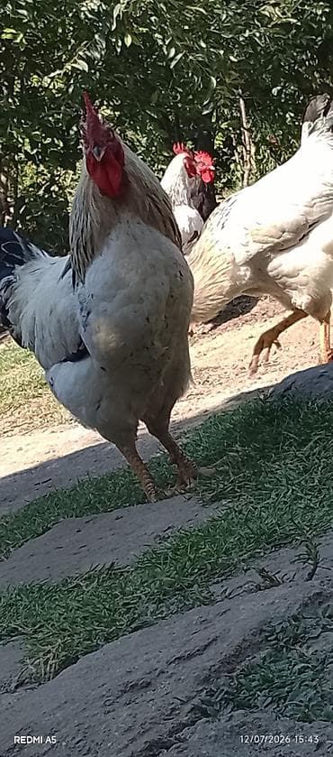 ağdam xoruz: Bu ilki xoruzlar 30azn Maştağa — 4
