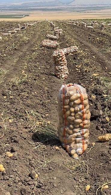 sevimli pişik sekilleri: 🥔 Topdan kartof satılır! Qiymət barədə zəng və ya mesaj yazın — 1
