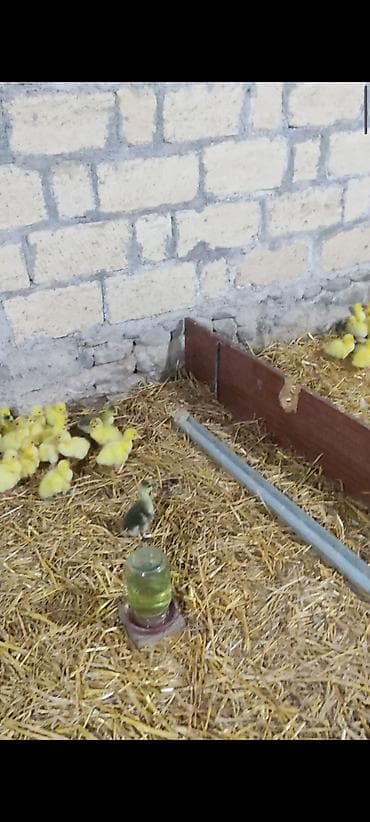 Gəmiricilər: Ağ qazlar və balaları - Cins: ağ ev qazı (narıncı dimdik və pəncələr) — 4