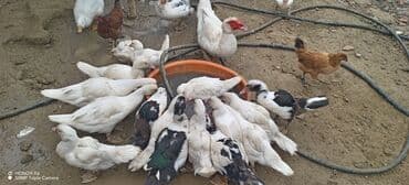 zumrud ordək: Məhsul: Muskovi (Hind) ördəkləri – müxtəlif rənglərdə sürü Təsvir: - — 5