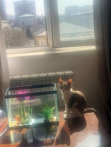 mustanq heyvan: Pisik balasi sahiblendirilir.Aktiv qum medeniyyeti var Təsvir: - Şüşə — 2