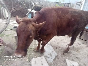 inək südsağan aparat: 15_16litrden cox sud verir.ikinci balasidir.balasi erkekdir .Teze — 2