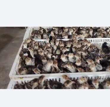 bildirçin satilir 80 qep: 1 Günlük Amerika Bronz balası Sifarişlərimiz Qəbul olunur Bütün Afda — 2