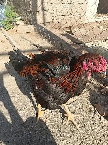 rhode island red: Dekabr ayında çıxan beçədi oynaq heyvandi tayi olsa 1. 2 dqlik alan — 6