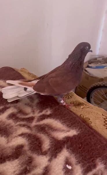 geref quşu: Yaxşi ərkəy axtaranlar belə saz ərkəy var satiram isdeyen əlaqə — 3