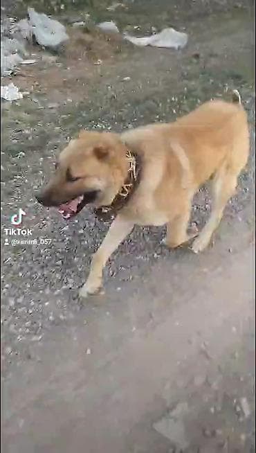 haski satilir: Yerli itdi heyvanla gəzir döyüşür şərait cəhətdən satılır — 3