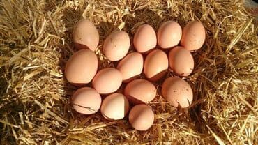 Kənd yumurtası satılır Qiyməti: 0.40 qəpik. 1 həftədən