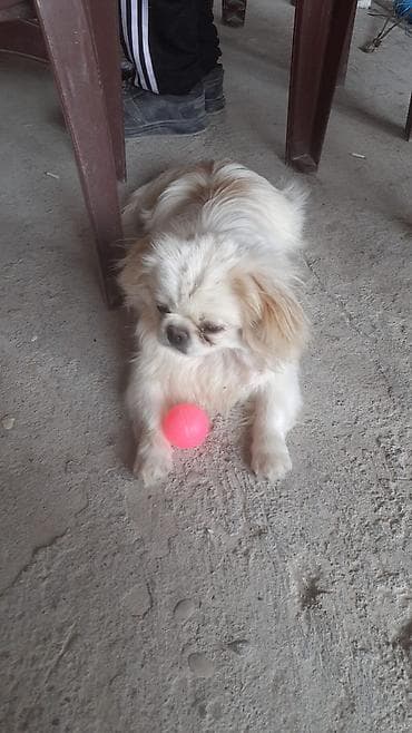 qurdbasar itleri: Pekines, Erkek — 2