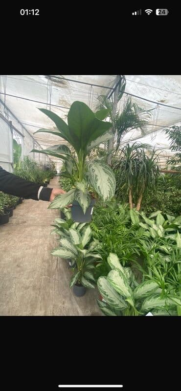 Bitkilər: Aglaonema (Çin həmişəyaşılı) – dekorativ yarpaqlı otaq bitkisi - Növ — 1