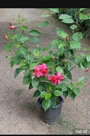 nokia yarpaq: Qırmızı hibiskus (Çin qızılgülü) – dibçək bitkisi - Növ: Hibiscus — 3