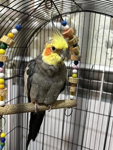 Heyvanlar: Nimfa (Cockatiel) tutuquşu - Növ: Nimfa (Nymphicus hollandicus) – — 3