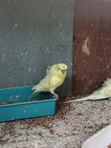 Japonesler 6.7 ayliq 20 azn