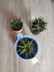 Bitkilər: Məhsul: Sukulentlər (Haworthia/Gasteria tipli ətirşahvari növlər) — 1