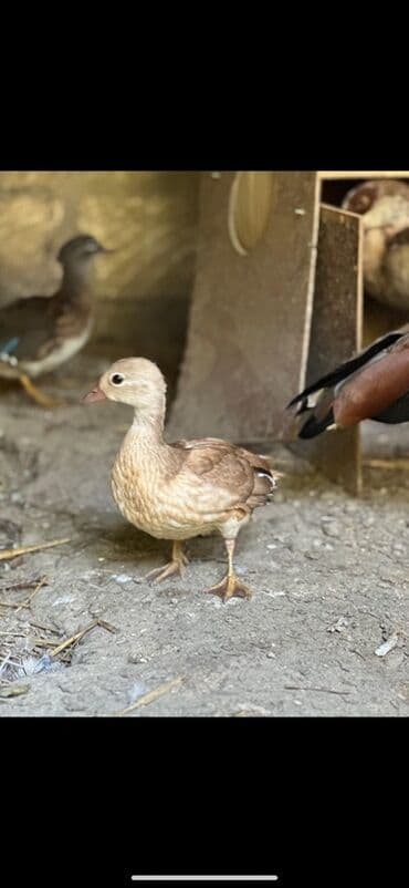 çöl ördeyi: Dişi, Damazlıq, Pulsuz çatdırılma — 1