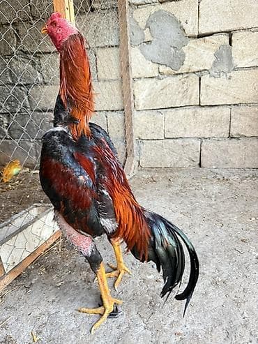 ağdam xoruz: Məhsul: Uzunboynuzlu, iri gövdəli xoruz (ehtimalən Asil/Hint qanlı — 2