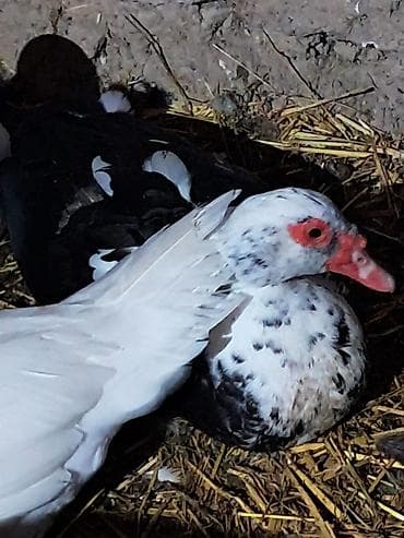 brama toyuqlari satisi: Самец, | Lal ordek, Для разведения — 2