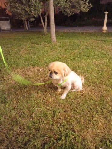 it evləri: Pekines, 2 il, Erkek, Sənədli, Pulsuz çatdırılma — 2