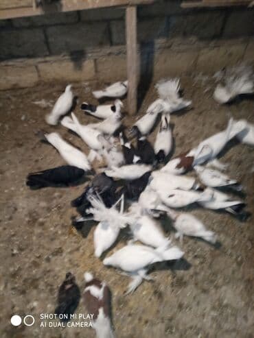 ördək balası satışı: Göyərçinlər satılır sadə uçan quşlardı paqonular var cütü 10 man 15 — 2