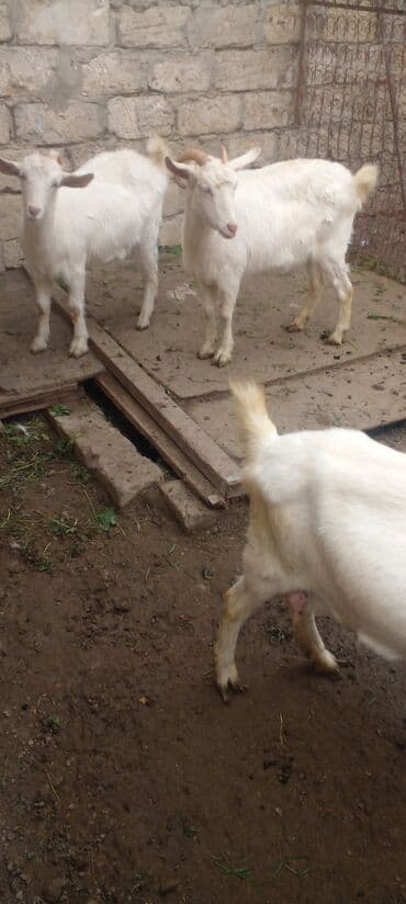 Inəklər, öküzlər: Məhsul: Ağ rəngli oğlaqlar (bir neçəsi buynuzlu) - Cins: Yerli ağ keçi — 1