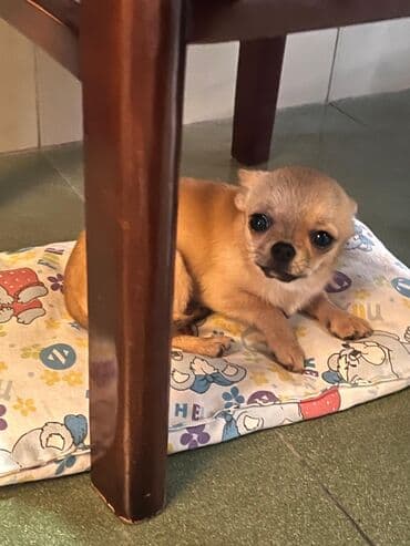 сколько стоит собака чихуахуа: Çixuahua, 6 ay, Dişi — 1
