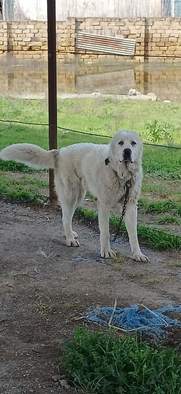 sivas kangal kanqal iti: Alabay, 1 il, Erkek, Peyvəndli, Pulsuz çatdırılma — 2