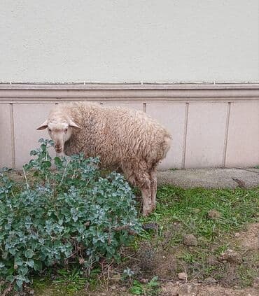 Inəklər, öküzlər: Quzu qurbanlig erkey 46kq 410azn Sariag cepiw erkey 25kq 220azn Qara — 1