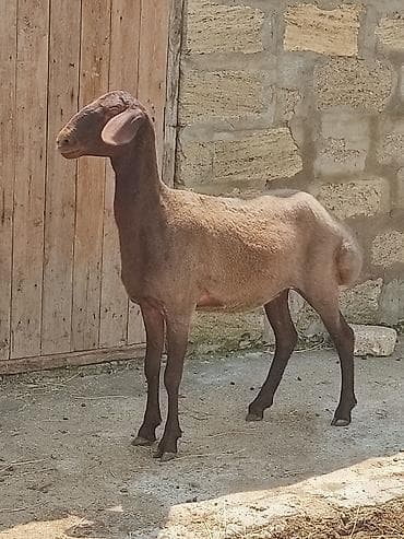 dog argentina: Qalla sortdu iki ayllg qoca gellib hellem. birnci. qarin dogacag bunun — 1
