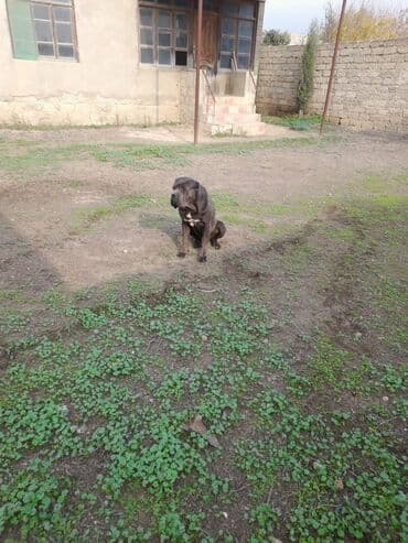 Kane-Korso, 1 il, Erkek