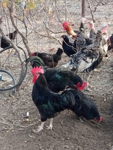 Məhsul: Astroloq xoruzlar Təsvir: - Təmiz cins astroloq xoruzlar. - — 6