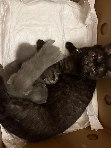 pişik evleri: Amerikan Shorthair, Erkək, Dişi, Yaxşı əllərə, Ünvandan götürmə — 4