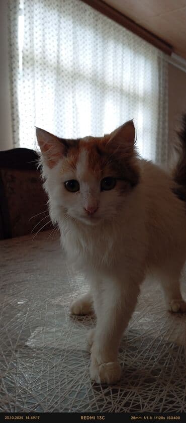 ev itləri satışı: Yaxşı əllərə — 1