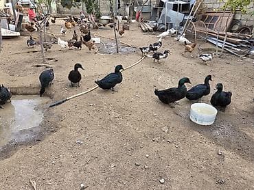 ordey satisi: Təmiz qara erkəy dişi kayuqa sortu satılır.Fərə yumurtalayır. Vaçapnan — 1