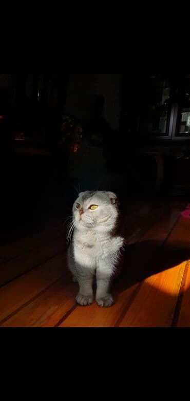 İnformatika: Şinşilla, Erkək, Cütləşmə üçün — 3