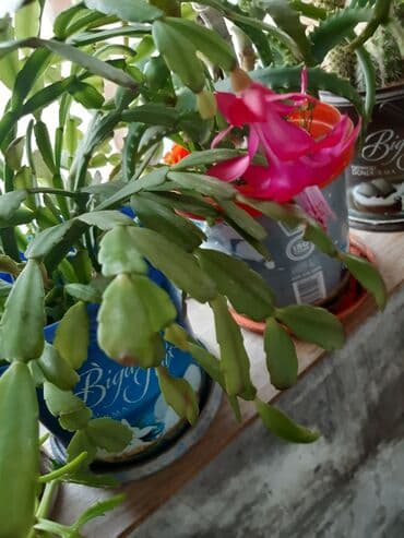 sirqa gulu haqqinda: Декабрист, отросток домашнего растения за 5 ман. в данный момент — 1