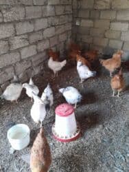 çöl ördeyi: Kəsilib təmizlənmiş, çox sayda olarsa 12 manatdan başlayan qiymət,, — 3