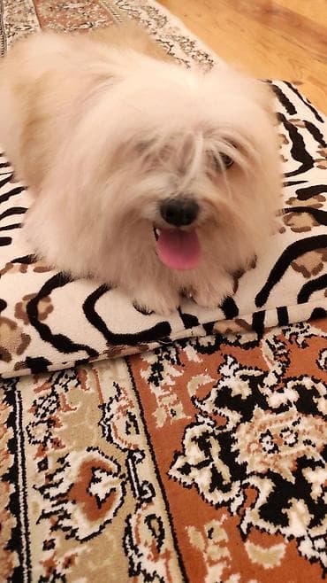 Животные: Мальтийская болонка, 1 год, Самец, Для вязки, Платная доставка — 3