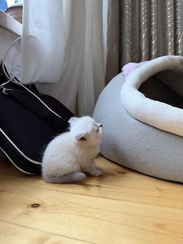 bərdə broyler: Şotland yastı qulaq, Yaxşı əllərə — 7