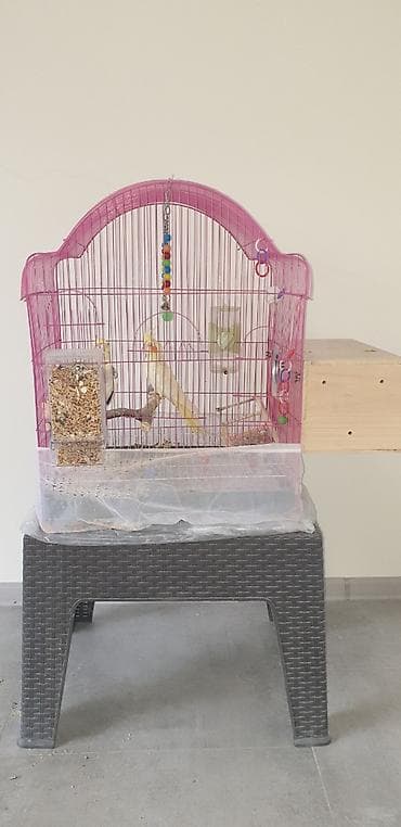 hazır yuva: Təcili korella tutuquşular satılır 🦜 Dişi və erkək korella — qohum — 2