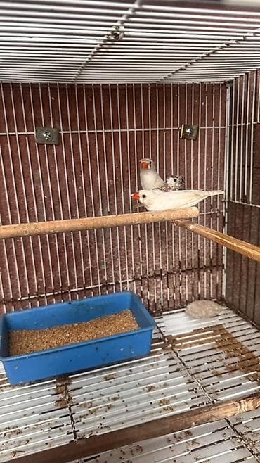 susar qusu: Ağ zebra ispinozları – cüt və balası ilə birlikdə - Növ: Zebra — 3