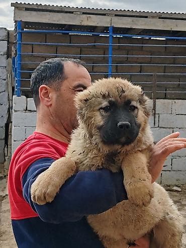 kaski iti: Qafqaz çoban iti, Peyvəndli — 9
