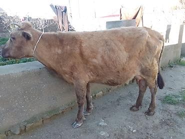 Mal-qara: Dişi, il: 2, 100 kq, Südlük, Ünvandan götürmə, Ödənişli çatdırılma — 1