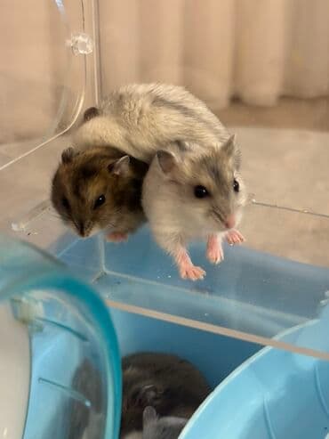 qizil baliq satisi: Məhsul: Cırtdan hamsterlər (Djungarian/qarışıq rənglər) Təsvir: - — 4